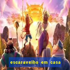 escaravelho em casa significado espiritual